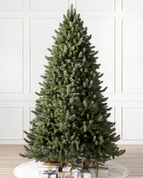 Vermont White Spruce Tree- child-1